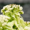 遠軽町丸瀬布「いこいの森」ドライブ