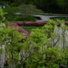 4月28日(土)晴、4月27日(金)曇り、横須賀ショウブ園に藤の花を見に行き観て撮り歩きです。