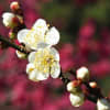 京都植物園早春の草花展、御所梅