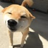 どんな動物が好きですか？