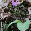 ３月２９日　カタクリ開花状況