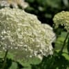 こども植物園のアジサイ