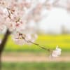 今年の桜