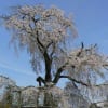 円山公園の桜　２００７