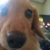 ぐすべりママの愛犬と水彩画などをＵＰ