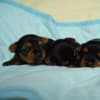 ６月５日生まれヨーキー子犬、３兄弟です。