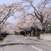 避難している富岡町民に夜ノ森の桜を捧ぐ