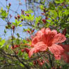 季節に咲く花を眺めに～伊香保、長峰公園