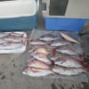 インチクタイラバ釣果12