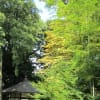 等々力渓谷の散歩