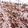 京都「醍醐寺」伽藍