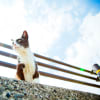 NEKOMON猫撮歩紀ノート