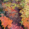 泉自然公園　紅葉(2007年12月02日～2007年12月08日)