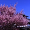 2012年3月29日　京都　出町柳界隈の春を見つけに！