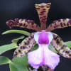 C.aclandiae