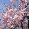 桜・神代植物園　2012.04.04