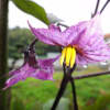 なすびの花