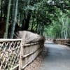 京都洛西竹の径