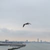 稚内から礼文・利尻島へ