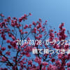 3月29日（木）晴、28日（水）晴、ガーデンネックレスフェアー横浜公園会場の一部を観て撮ってきました。