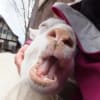 幸せな反芻♪