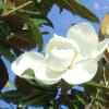 泰山木・ダリア・百合・蝶・他(長良公園の花)_06/22