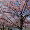 隅田川沿いの桜を眺めながらの散歩～～～。花見