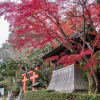 奈良県御所市 高鴨神社の紅葉