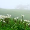 霧雨のユリ園