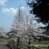 六甲山牧場と森林植物園　・・・　羊の親子　＆　桜