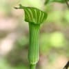 2006.06.04／シャクシコバの頭・御殿山
