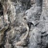 東京都文京区駒込　栄松院境内　樹齢800年、幹周り9.2ｍのスダジイの巨樹　2