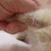 猫の皮膚糸状菌症