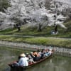 岡崎城公園の桜
