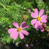 散歩道の花　10.6.20