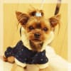 STYLE  ALBUM　♡Yorkie♡（随時更新）