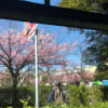 稲毛海岸のマリンピアに河津桜が咲きました！