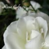ローズカフェの薔薇 *2011*春*