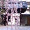 普門寺の枝垂桜
