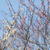 ひなまつり
