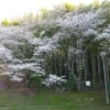 cherry blossom garden 