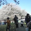 翌年の桜の満開状況です。その他モミジバスズカケとトチノ木　クヌギ　しまさるすべりの状況です。