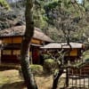 三渓園のウメ　２