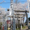 車坂稲荷神社の桜2017