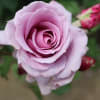 ラベンダー色の整ったバラ「シークレット・パフューム」（春薔薇シリーズ　21-312）