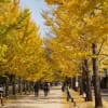 学びの森のプロムナード黄葉