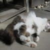 梅宮大社のにゃんこ