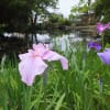 曽根城公園の花菖蒲園