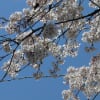 春爛漫～砂川掘りのしだれ桜～