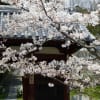 お寺の山門の桜です